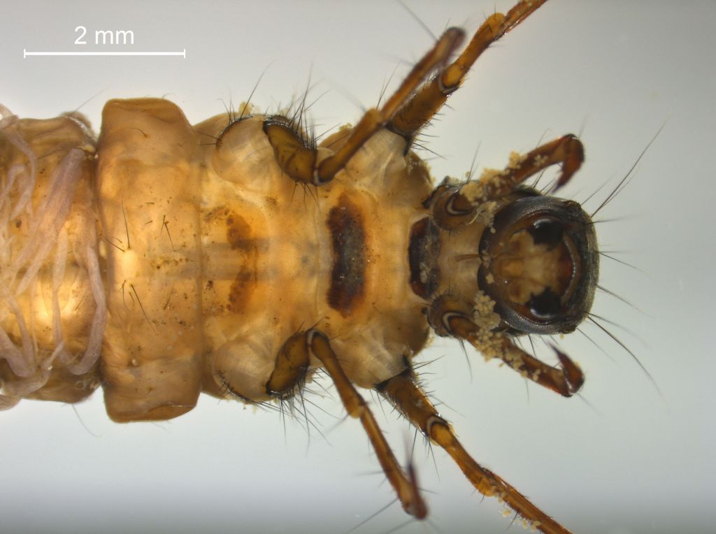 Limnephilus marmoratus